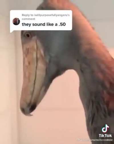 Shoebill stork
