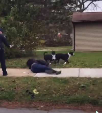 Wow, All 3 dogs