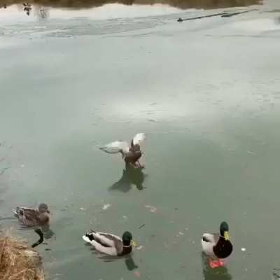 Duck transport accident