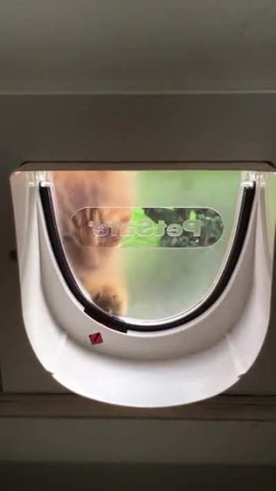 This is how Flino, my minimally brained cat used to open the cat flap. I miss him.