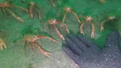 Spy crab