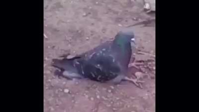 pidgon