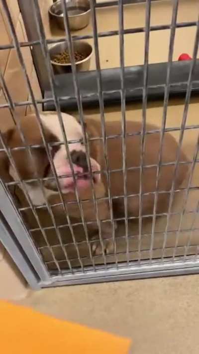 Adoption Reaction