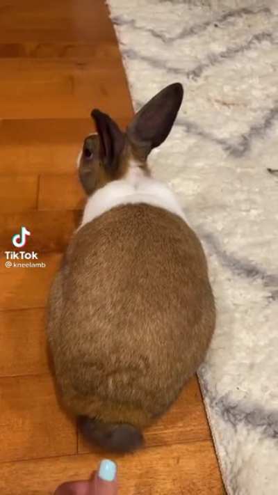 I did not know this about rabbits