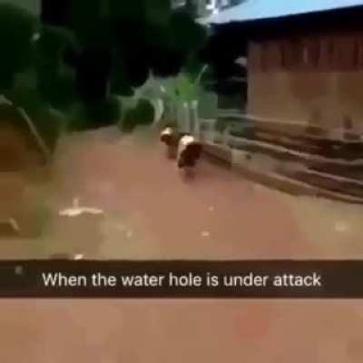 Water