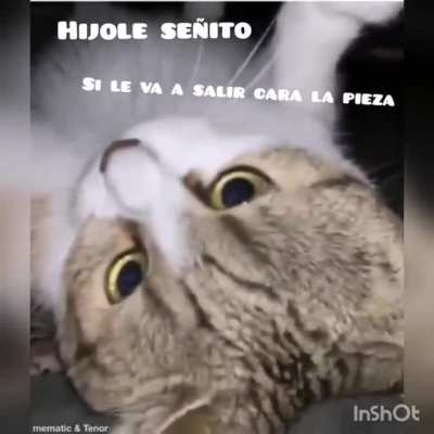 Ya conocieron al gato feministo o gato Brayan. Ora les traigo el gato mec&aacute;nico.