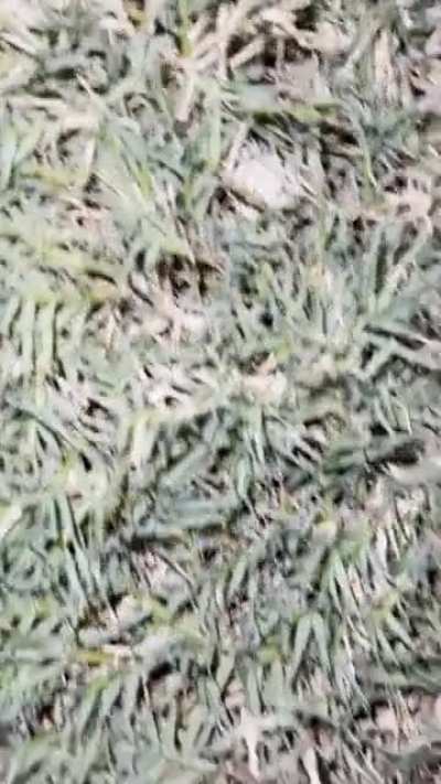 My son and I go on a walk every night. We have been passing a few houses with &ldquo;screaming&rdquo; grass.