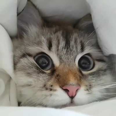 Котэ