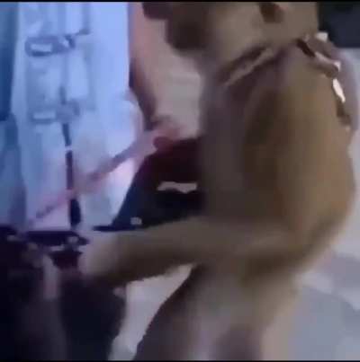 Smells like monkey