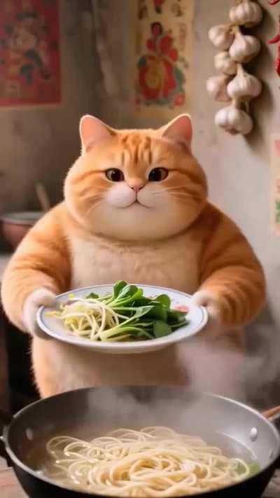 Funny cat