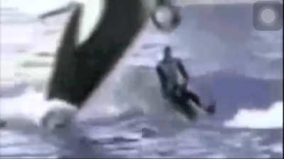 Crushed between two whales. DoV?