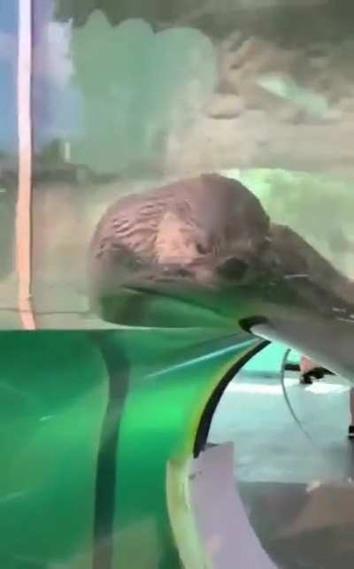 Hello&hellip; from the otter side