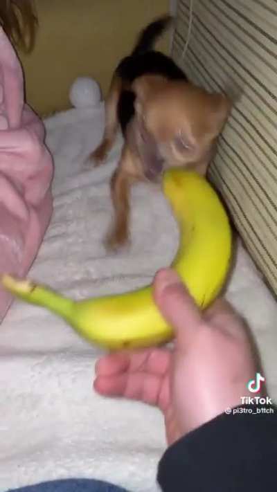 cachorin