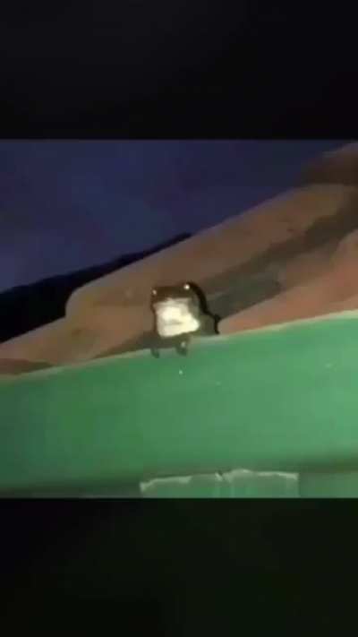 P A I N