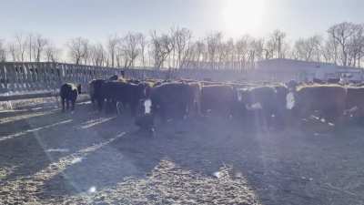 The value of a good border collie on a ranch