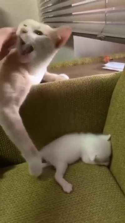 Котики