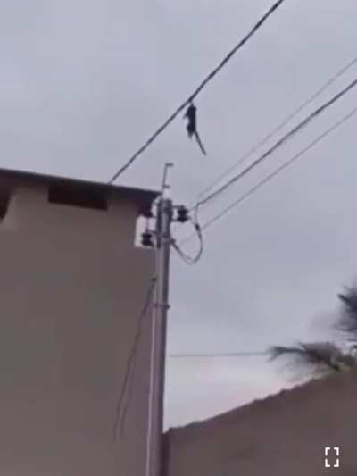 Macaco