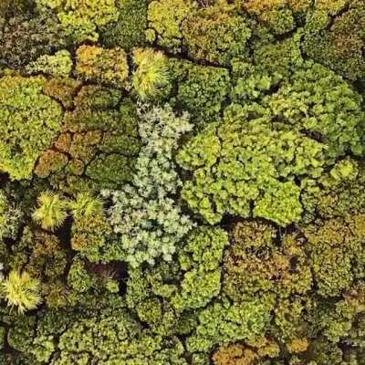Forest from the sky
