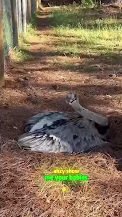 every mother loves to show off their babies