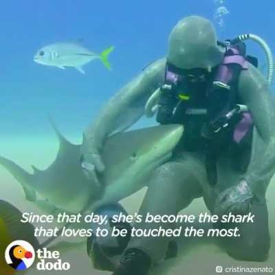 Removing hooks from sharks mouths...