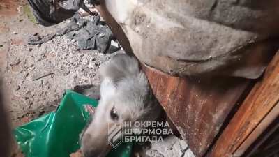 A Ukrainian soldier of the 3rd Assault Brigade feeding a scared local dog during the battle in Avdiivka