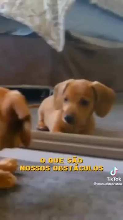 Esse v&iacute;deo me emociona