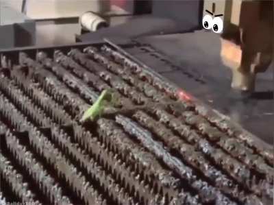 Mantis bot battle