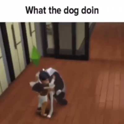 What the dog doin