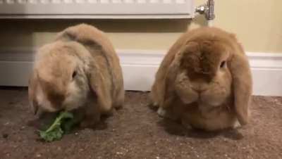 Simba stole Nala&rsquo;s Kale again
