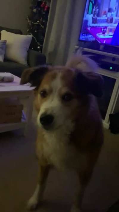 Dog won&rsquo;t let me get a cat that I want so badly.