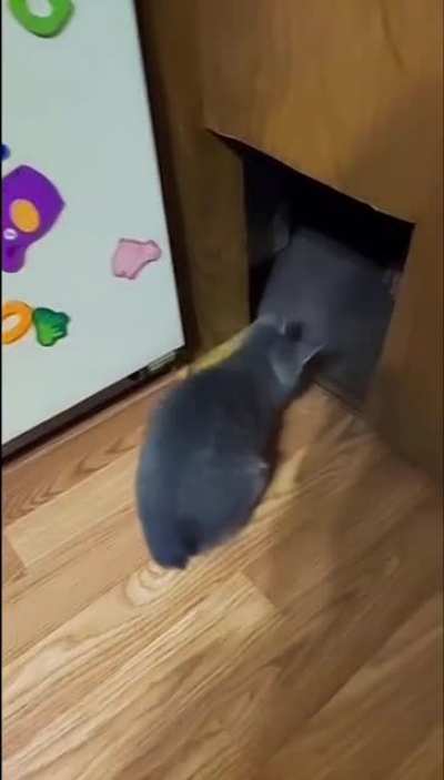 The cat snatcher returns