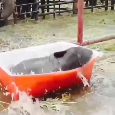 &ldquo;I think this bath tub is a little small for me!&rdquo; ?