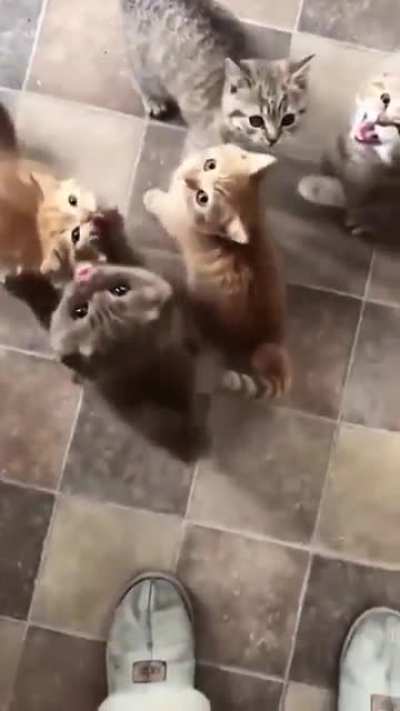 "We haven't eaten anything in 2 minutes, please help hooman".