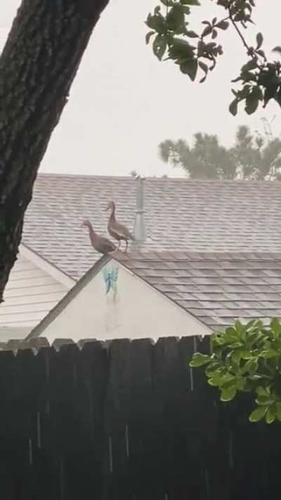 It&rsquo;s been raining for five days straight in New Orleans. These two ducks seem to be loving it.