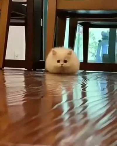 I have to own a cat