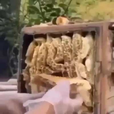Death by Honey