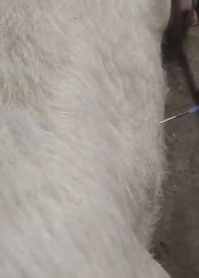 How to use a cow for free gas energy.