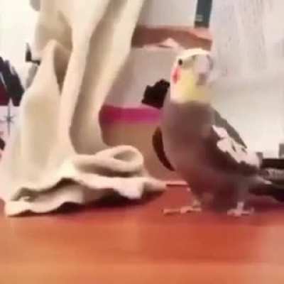 BeelcitosMemes - Video #1549