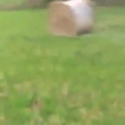 Hay may be light and cushiony, but not in bale format. Guy is lucky he wasn't crushed.