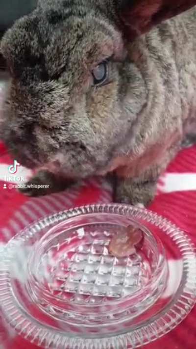 How spoilt is your bunny? Bronte is 14yrs old and my best friend so she deserves a little luxury ❤🐇