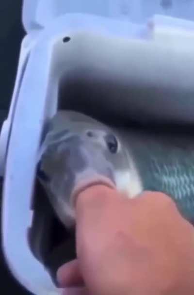 🥹
