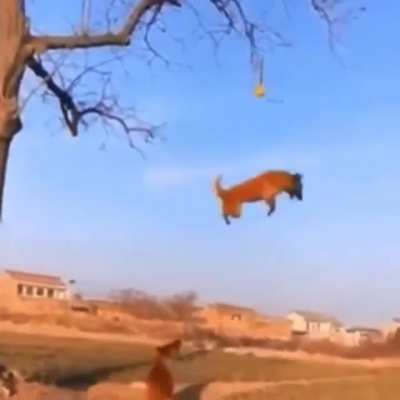 Dog running up tree to get ball!