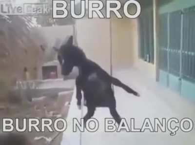 N&atilde;o &eacute; mendigagem, n&atilde;odigo nada. S&oacute;, BURRO NO BALAN&Ccedil;O