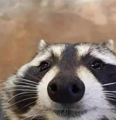 cato