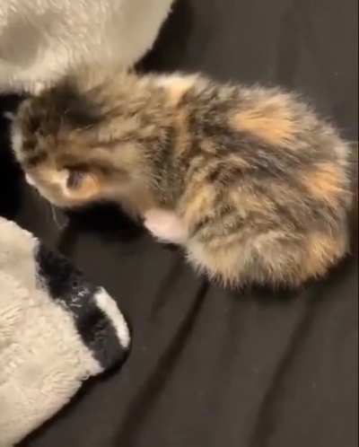 Dramatic kitten