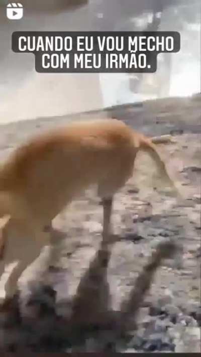 Cuando eu vou mecher com meu irm&atilde;o