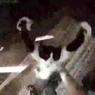 funny_video_1