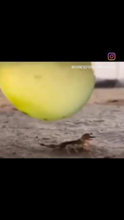 Canh&atilde;o que atira batatas 