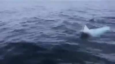 Fetch with fish
