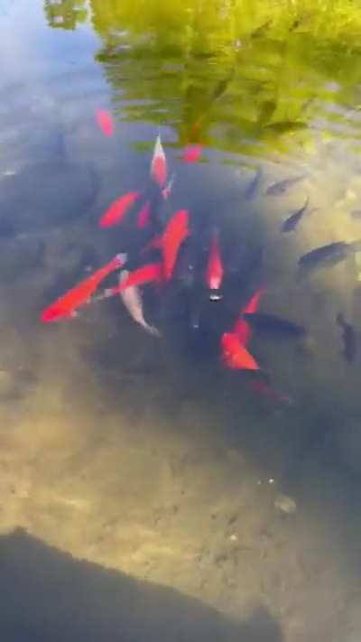 Fish Food